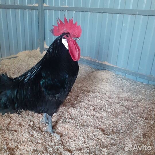 Минорка испанка, Легорн стандарт