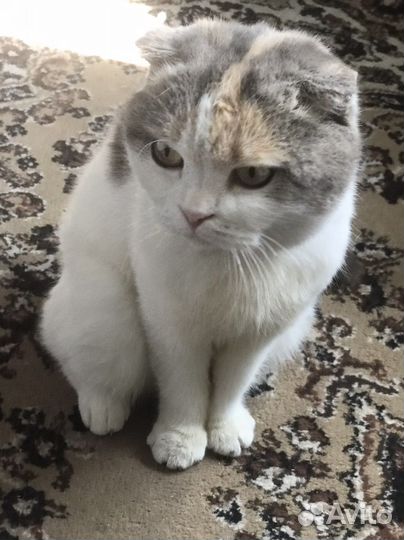 Шотландская вислоухая кошка бесплатно