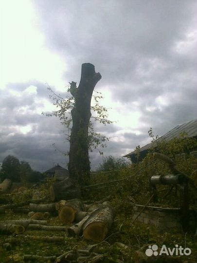 Спил деревьев по частям любой сложности