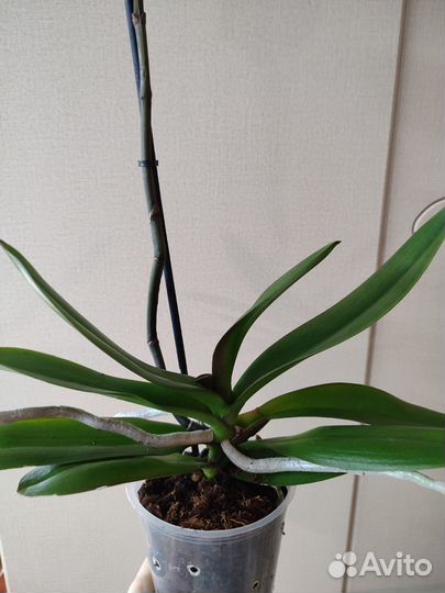 Орхидея фаленопсис