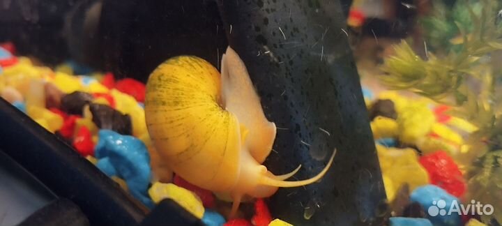 Рыбки и улитка