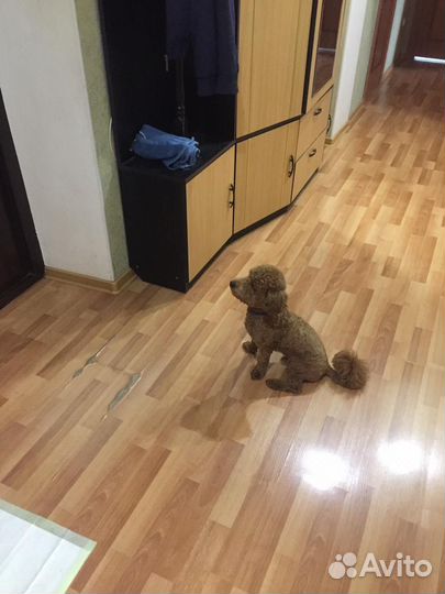 Карликовый пудель вязка