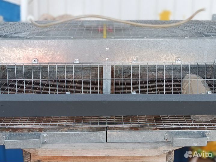 Клетка для перепелов