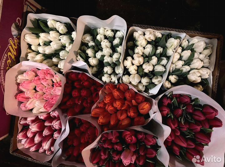 Тюльпаны оптом от производителя