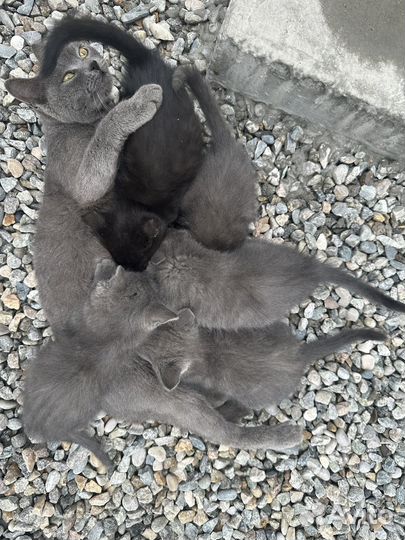 Котята в добрые руки