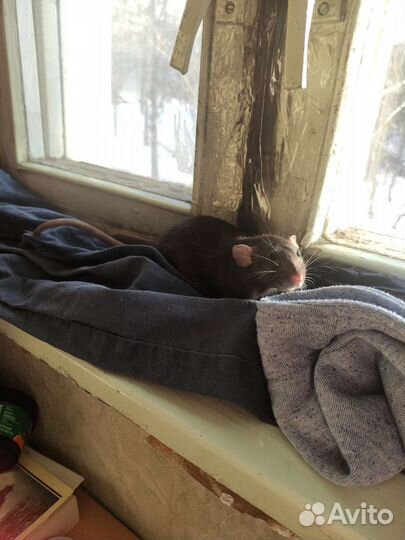 Передержка крыс / зооняня / передержка животных