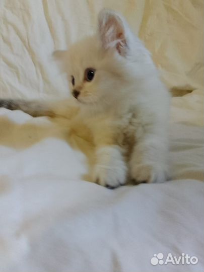 Шотландский котёнок