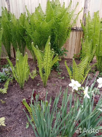Папоротник садовый