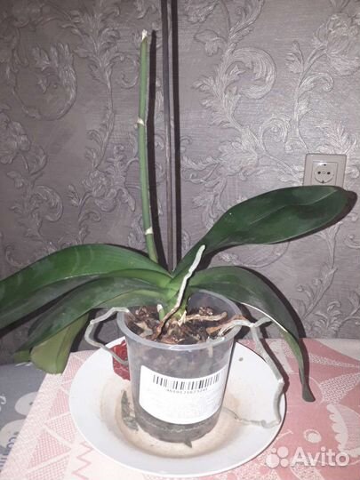 Орхидея фаленопсис