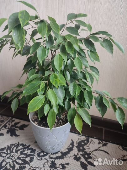 Фикус Бенджамина Анастасия