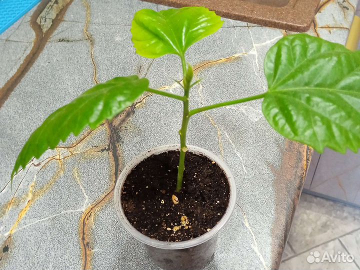 Гибискус китайская роза