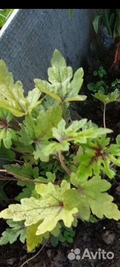 Гейхеры 40 сортов