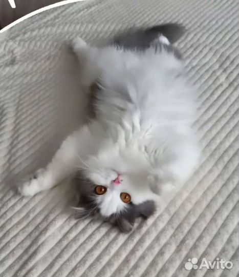 Британская молодая кошечка