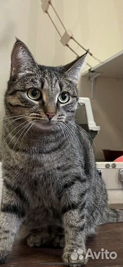 Молоденькая кошечка в поиске семьи и дома