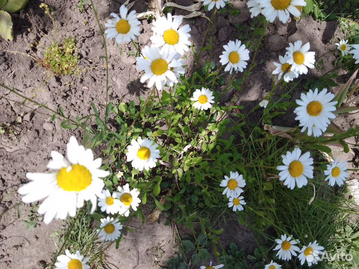 Цветы для сада