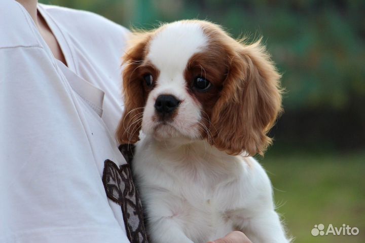 Кавалер кинг чарльз спаниель