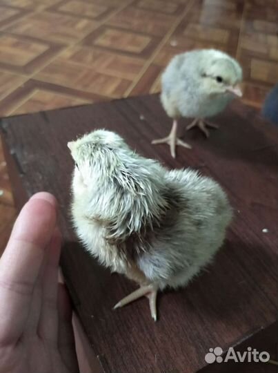 Яйцо и цыплята Борковская барвистая