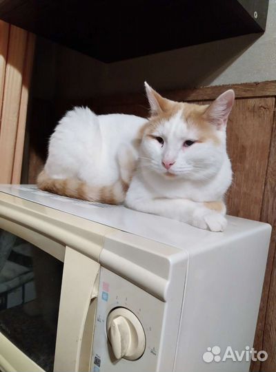 Кот ждунчик