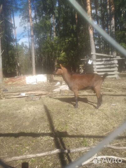 Дойные козы альпийские