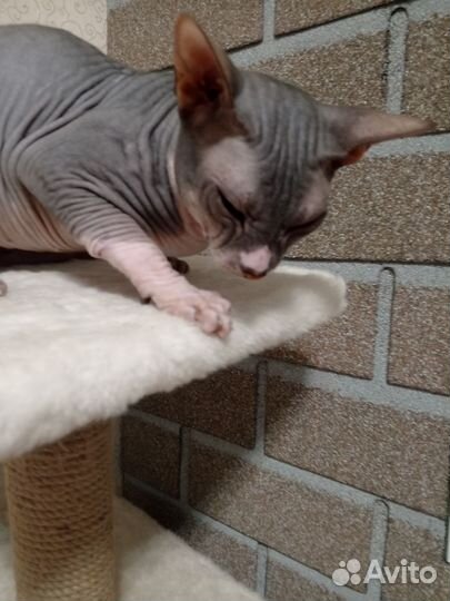 Канадский сфинкс