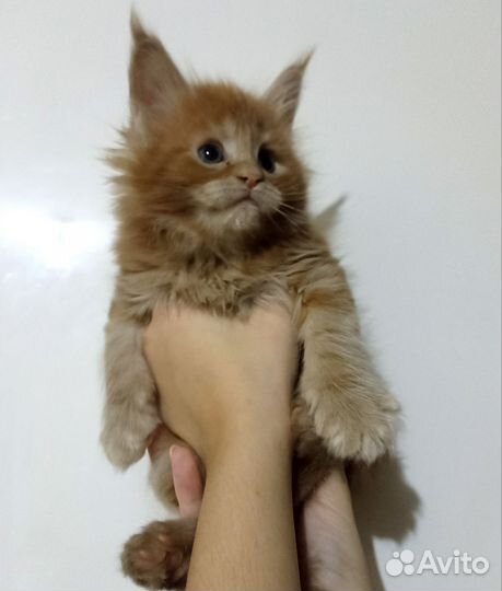 Котята мейн-кун