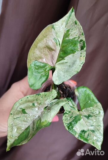 Syngonium Gray Ghost Серый призрак