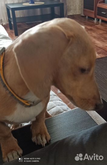 Отдам в добрые руки таксу