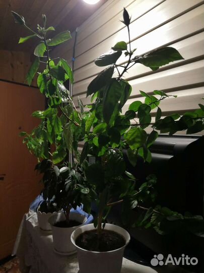 Толстянка. Гибискус