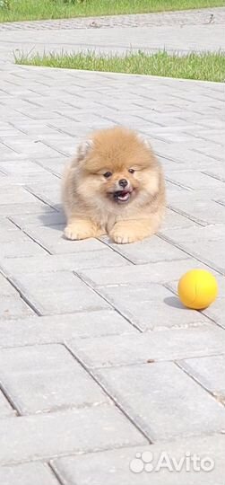 Девочка помераночка с видео