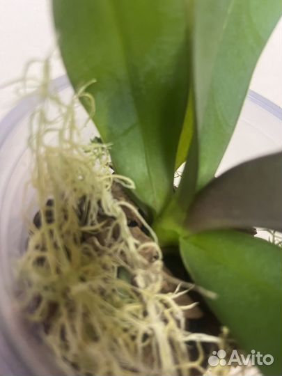 Орхидея фаленопсис