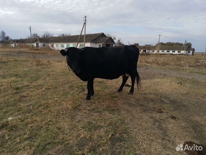 Коровы дойные молочные