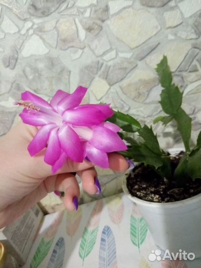 Шлюмбергера