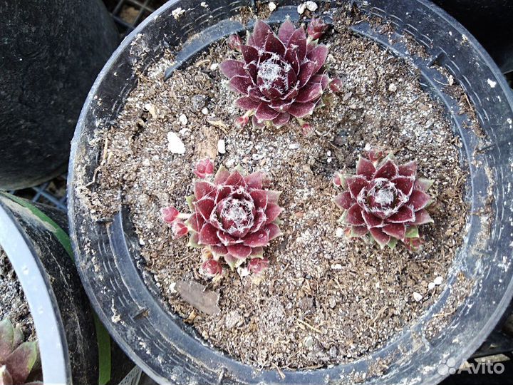 Молодило. Каменная роза