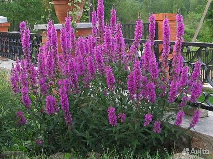 Дербенник ивоволистный