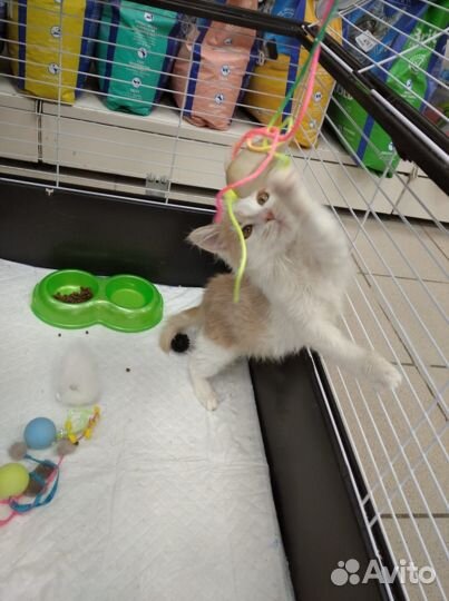 Котенок в добрые руки