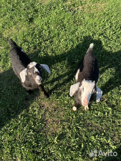 Козлята