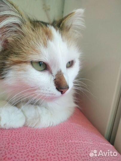 Трехцветная красавица в поисках дома