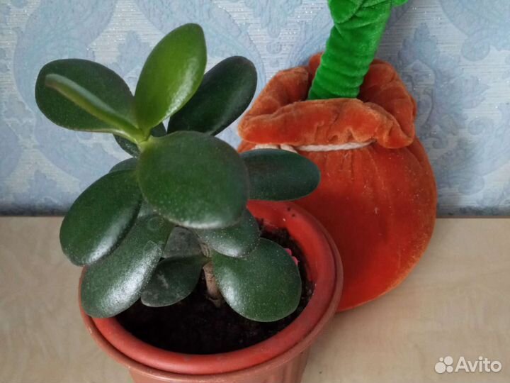 Денежное дерево