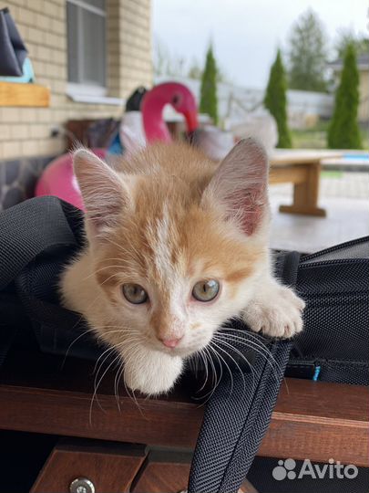 Котик девочка.Кошечка. Котенок в добрые руки