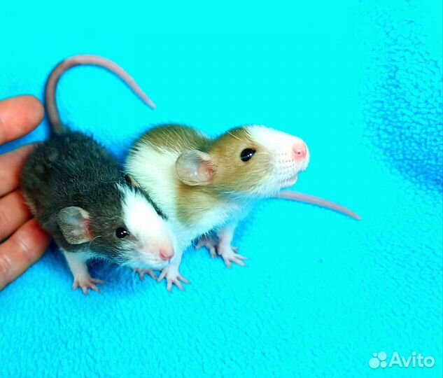 Крысята Дамбо ручные/ крыса/клетки