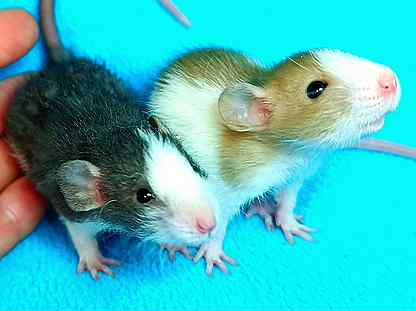 Крысята Дамбо ручные/ крыса/клетки