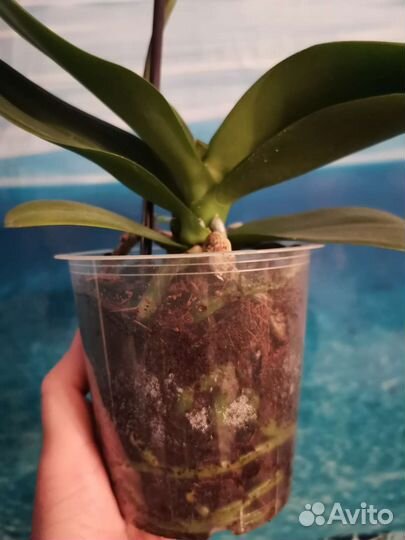 Орхидея Pirate Picotee