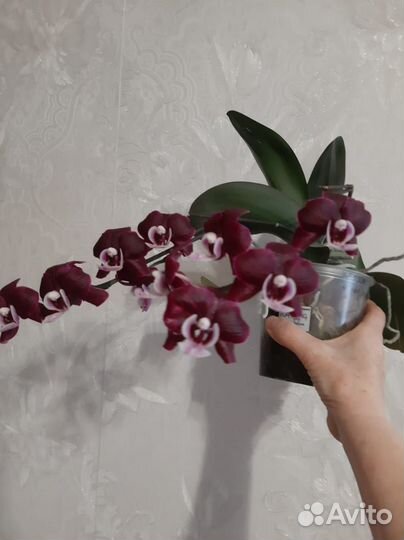 Орхидея фаленопсис