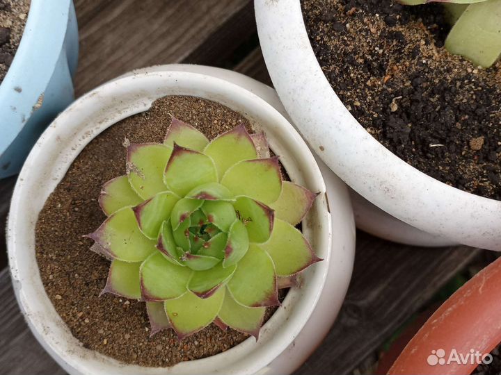 Растения для флорариума