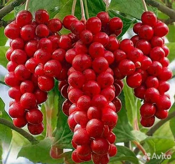 Лимонник китайский ягоды саженцы