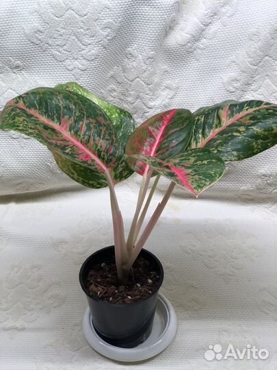 Аглаонема Боксинг