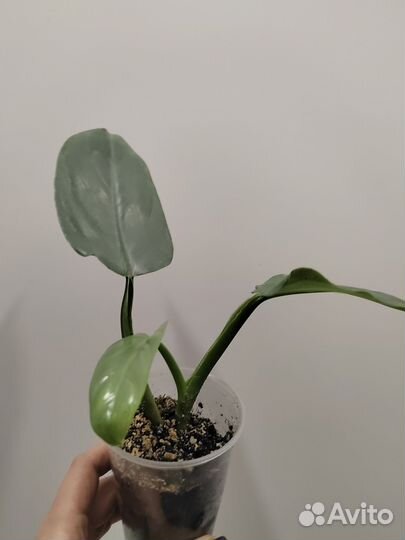 Филодендрон сильвер квин