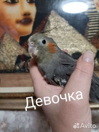 Попугай корелла птенец девочка