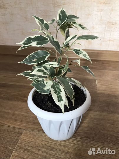 Фикус бенджамина пестролистный