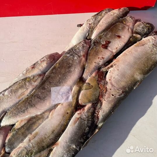 Голец неразделанный с головой